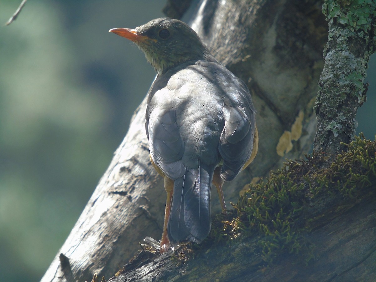 Abyssinian Thrush - ML196432711