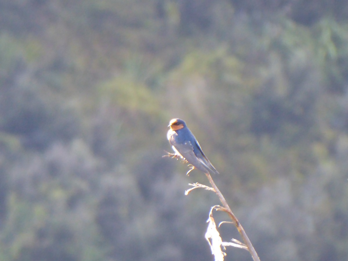 Hirondelle messagère - ML196434181