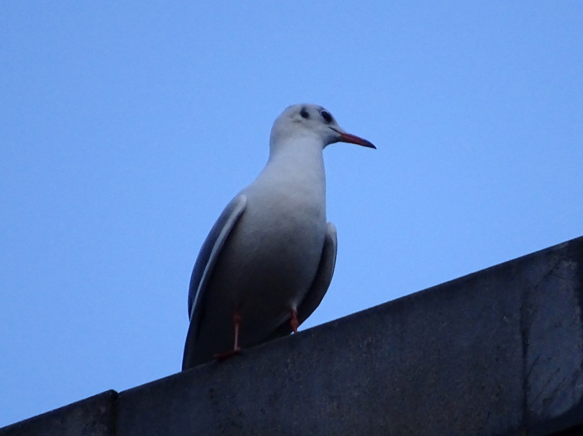 Mouette rieuse - ML196434291