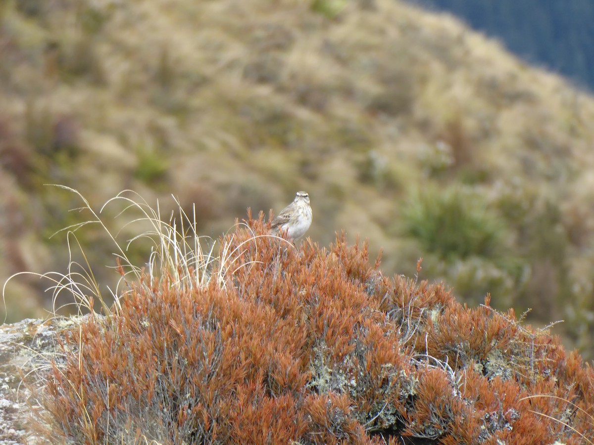 Pipit de Nouvelle-Zélande - ML196434331