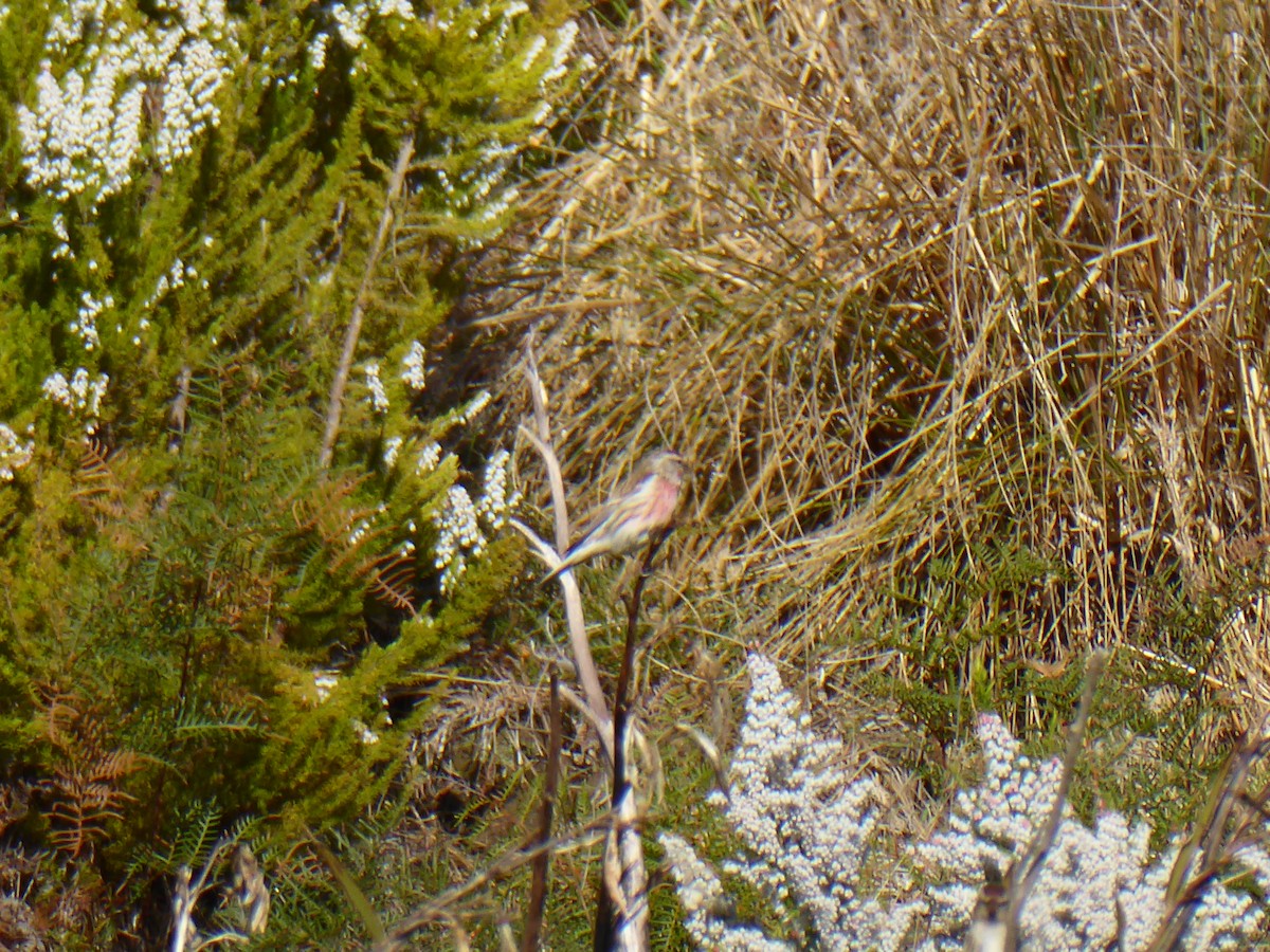 Lesser Redpoll - ML196434421