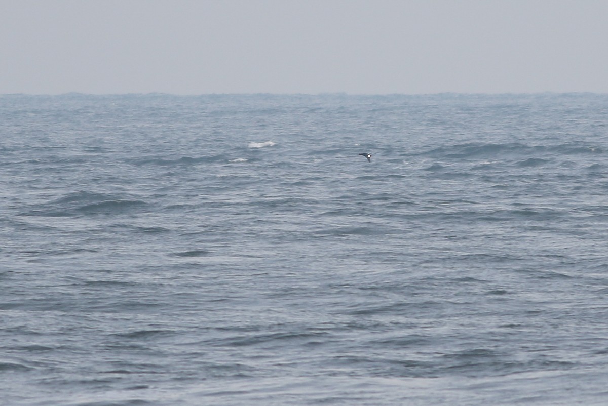 White-winged Scoter - ML196434731