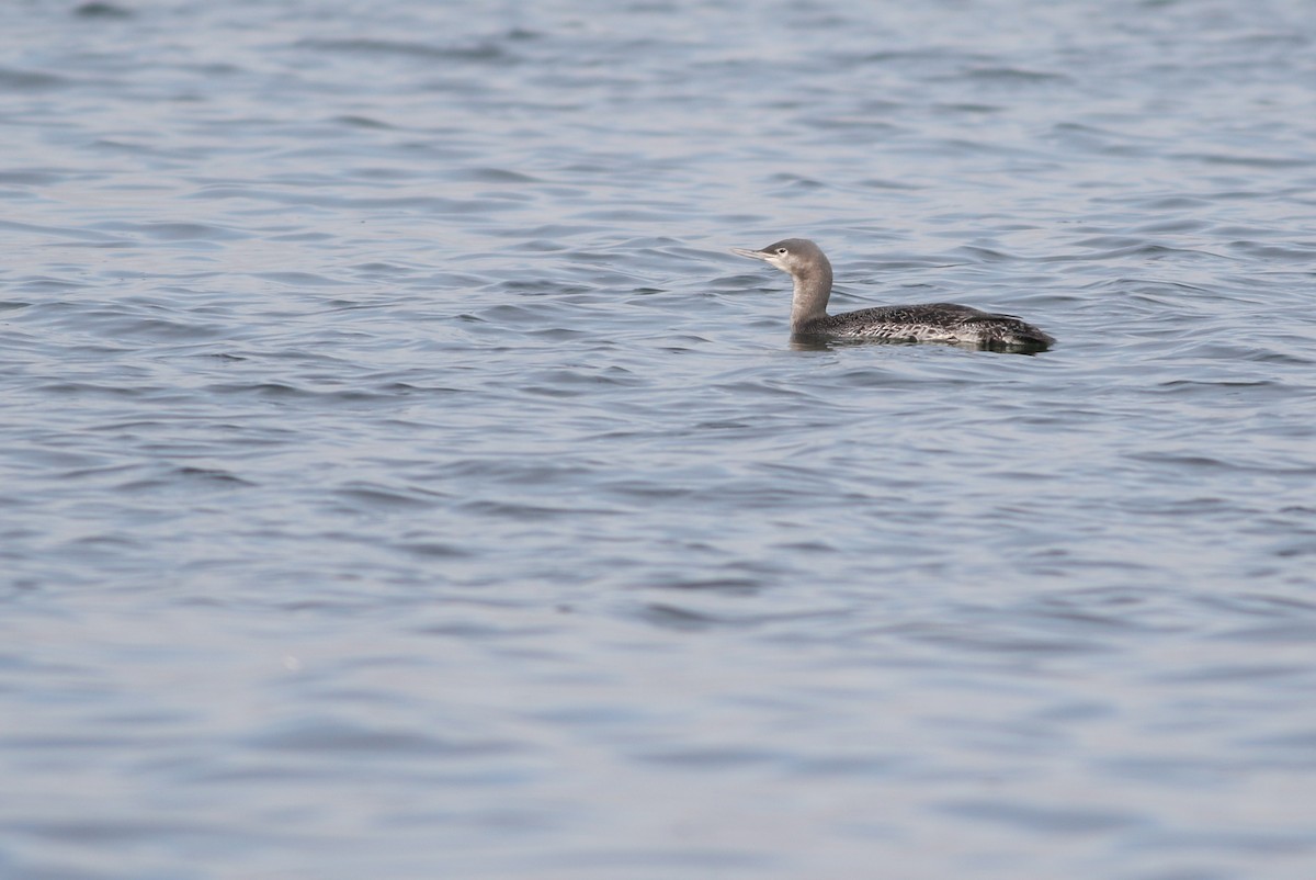 Red-throated Loon - ML196434771