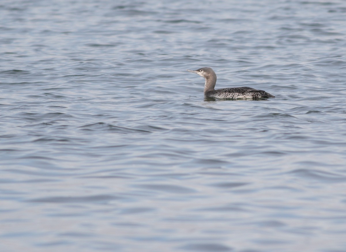 Red-throated Loon - ML196434781