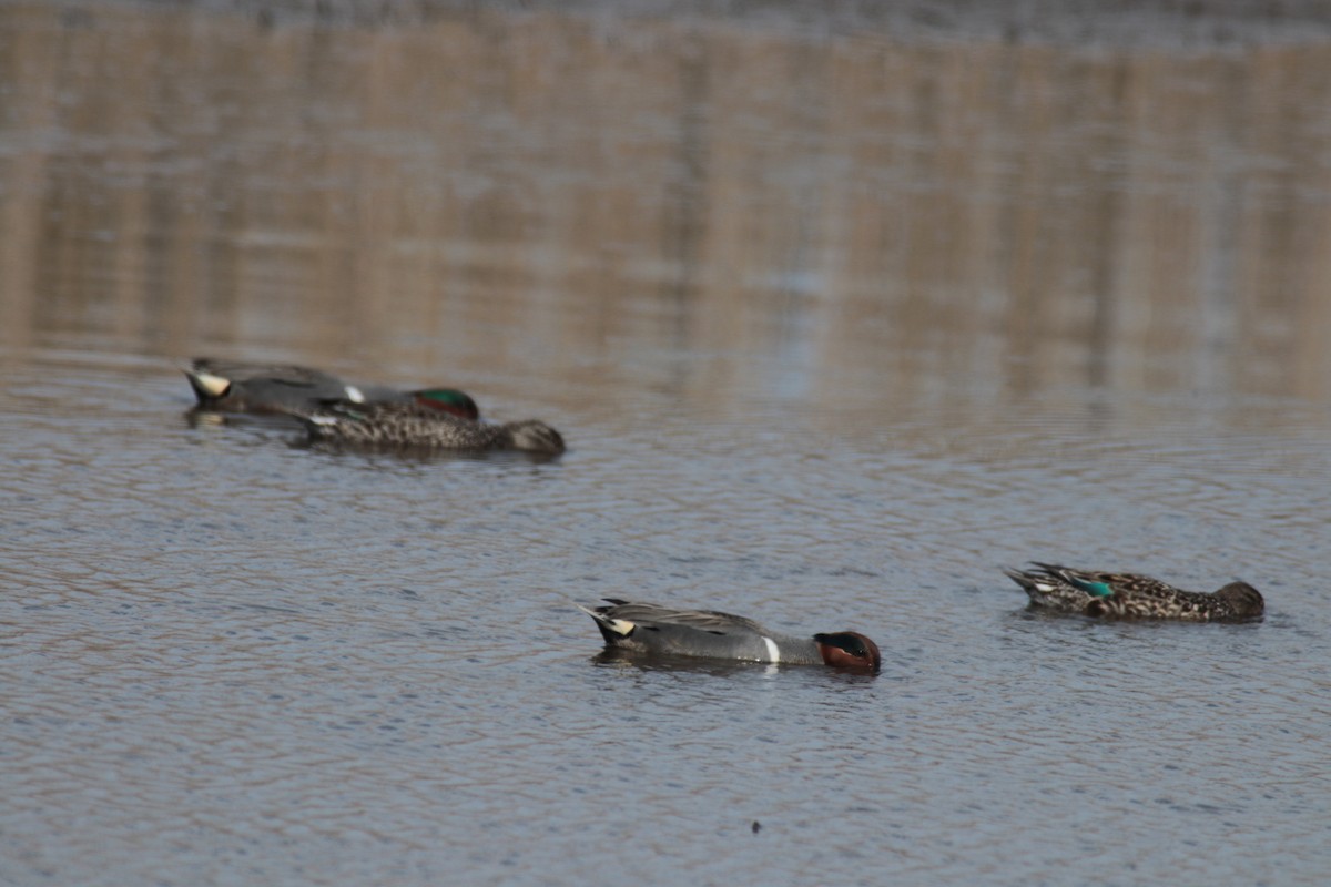 Green-winged Teal - ML196435021