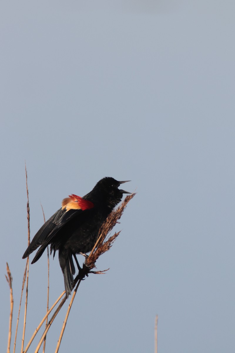 Red-winged Blackbird - Michael Gage