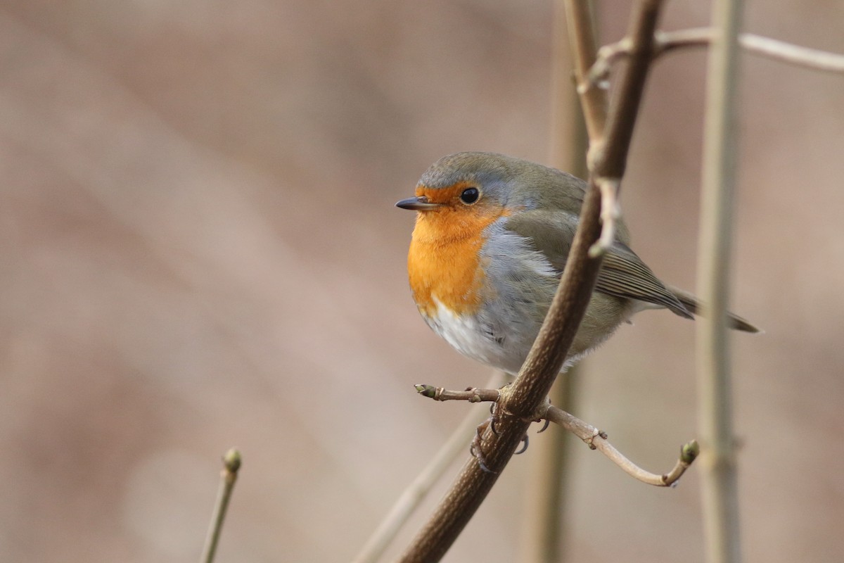 European Robin - ML196435701