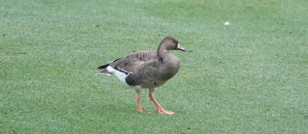 Greater White-fronted Goose - ML196437641