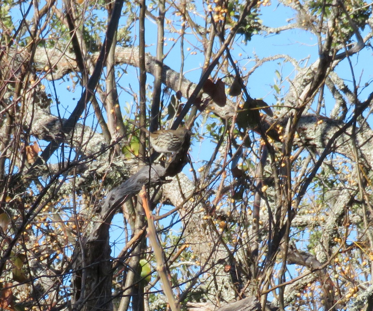 Long-billed Thrasher - ML196437681