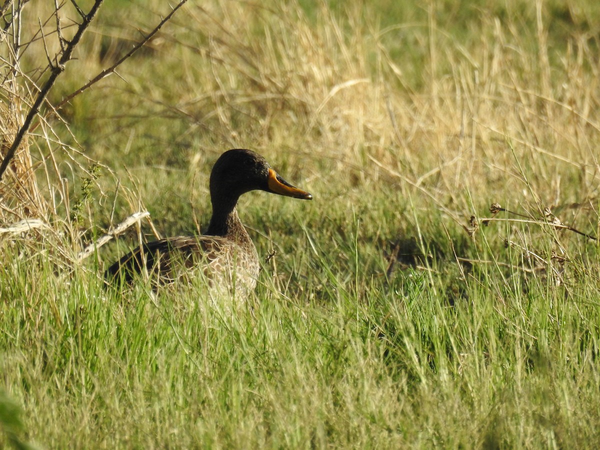 Yellow-billed Duck - ML196438241