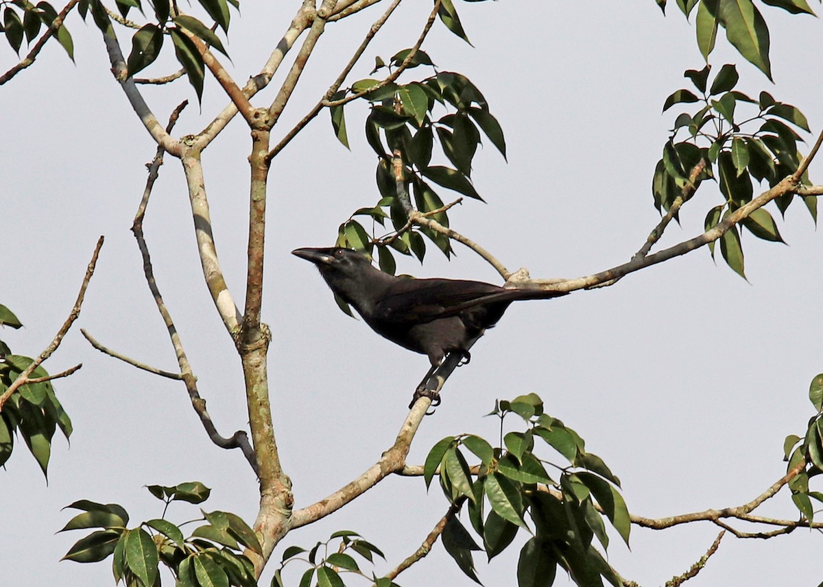 Jamaican Crow - Noreen Baker