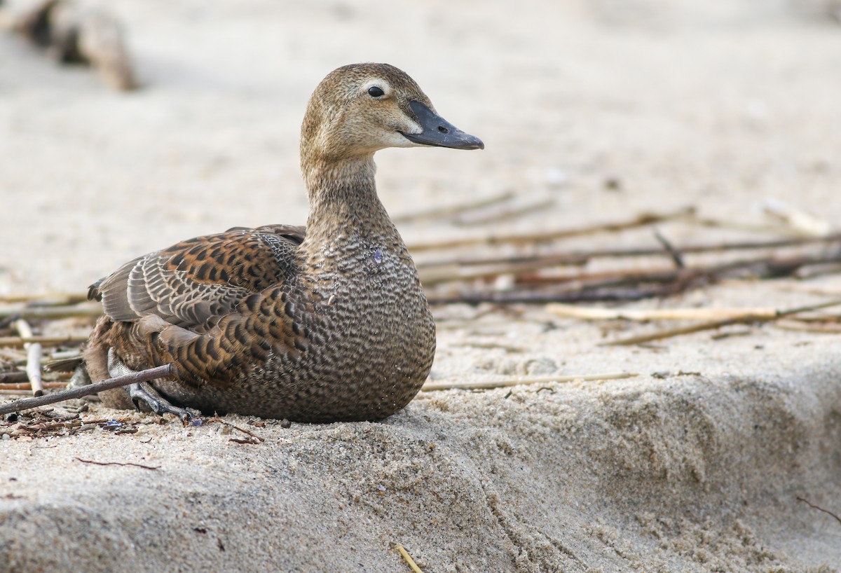 King Eider - ML196439311