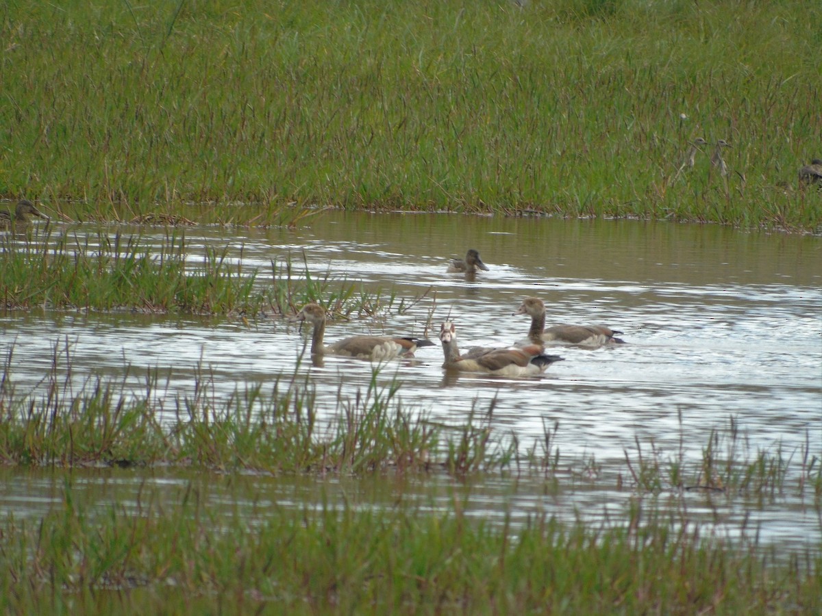 Egyptian Goose - ML196441701