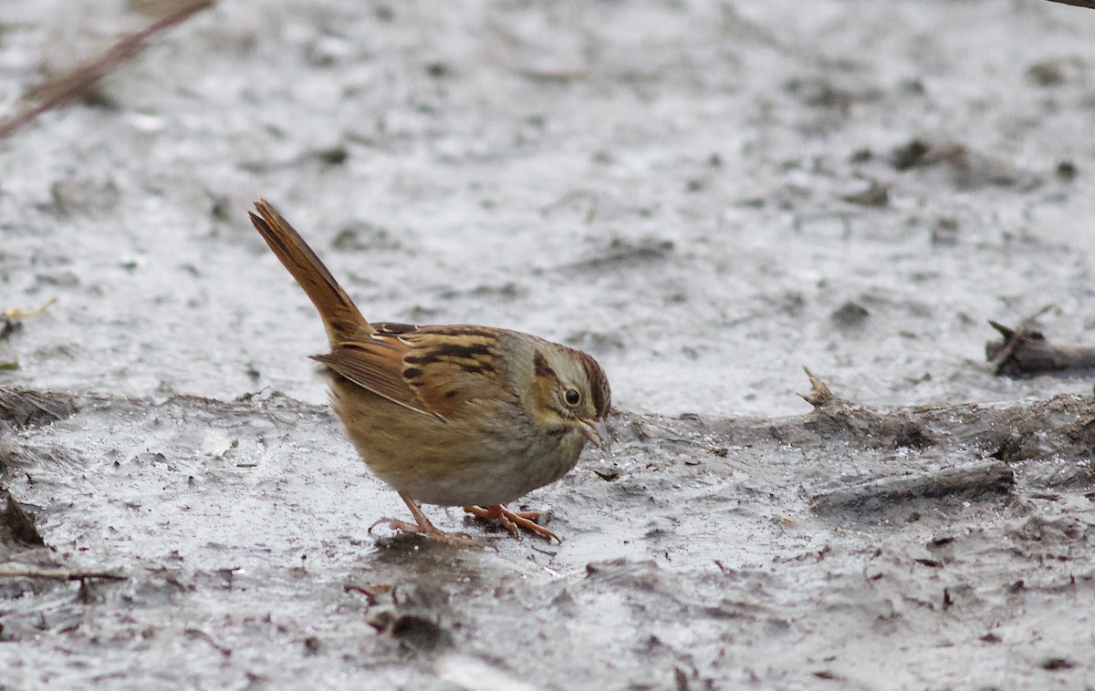 Swamp Sparrow - ML196442211