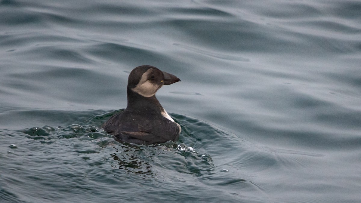 Atlantic Puffin - Mathurin Malby