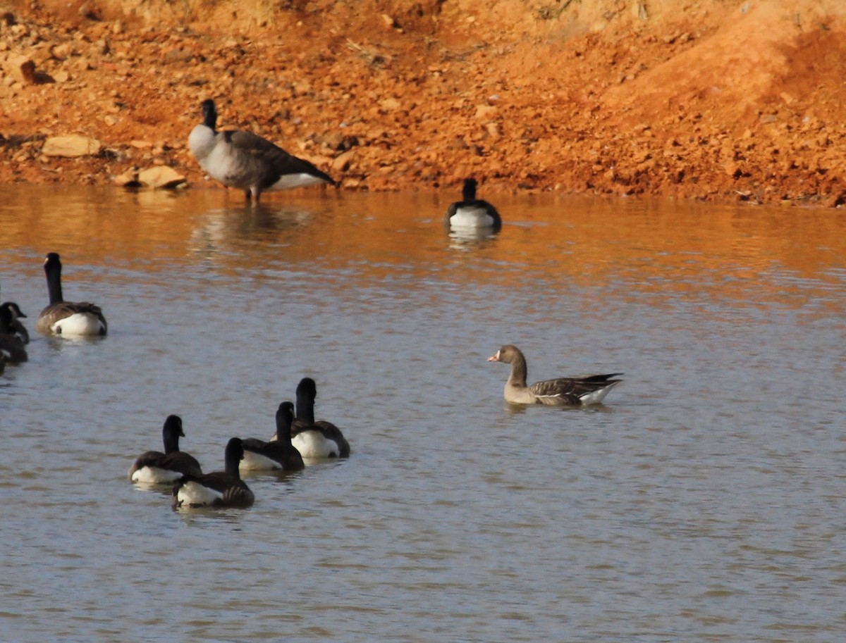 Greater White-fronted Goose - ML196443541