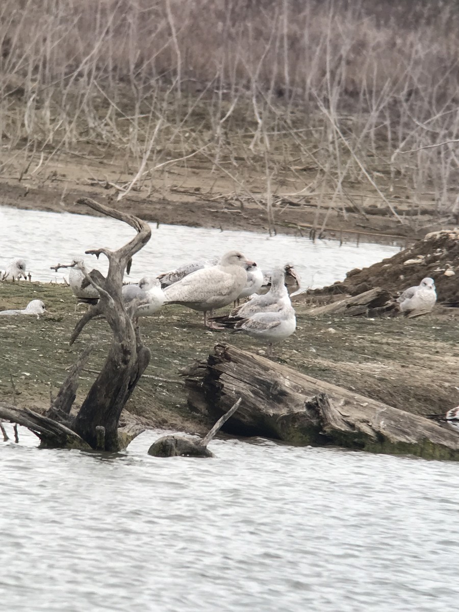 Glaucous Gull - Nic Webster