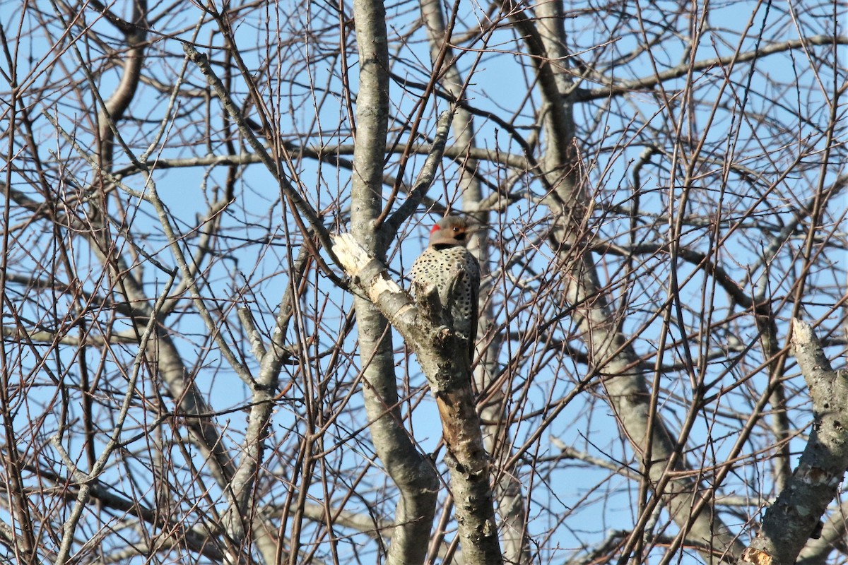Northern Flicker (Yellow-shafted) - ML196444701