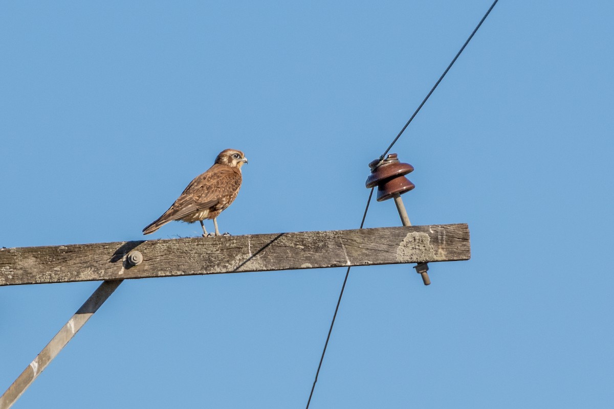 Brown Falcon - Mike Andersen