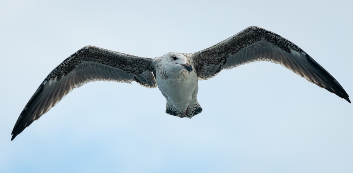 Herring Gull - Mathurin Malby