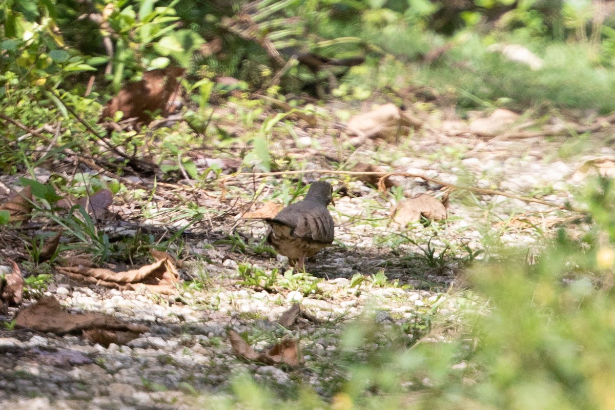 Common Ground Dove - ML196448001