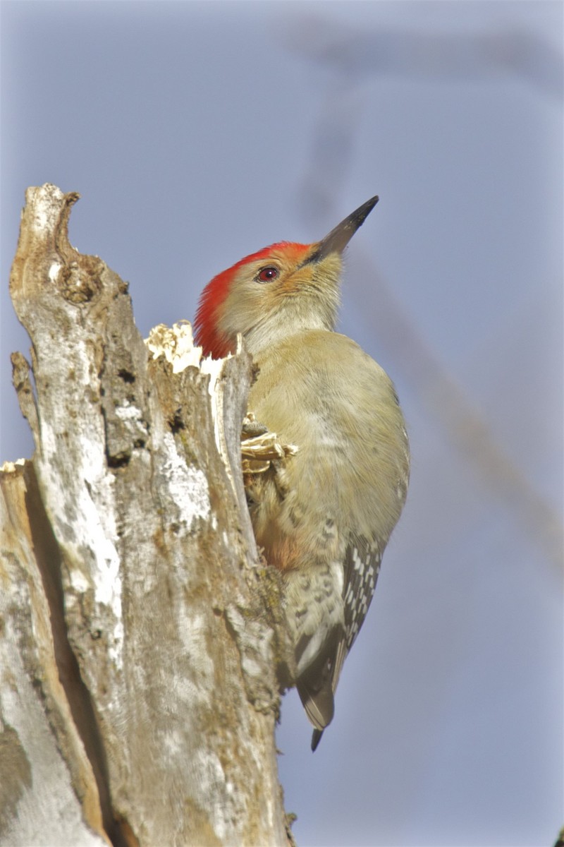 Red-bellied Woodpecker - ML196449611