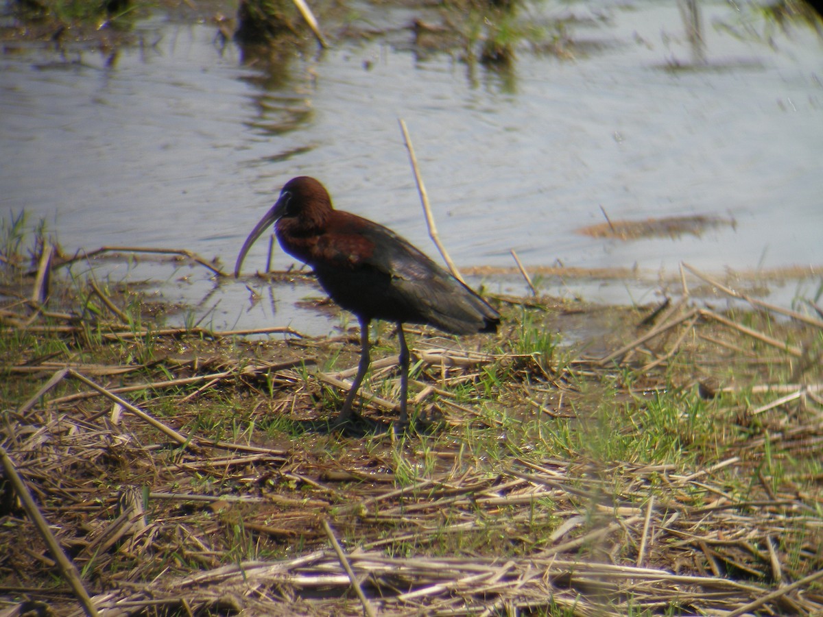 Glossy Ibis - ML196451181