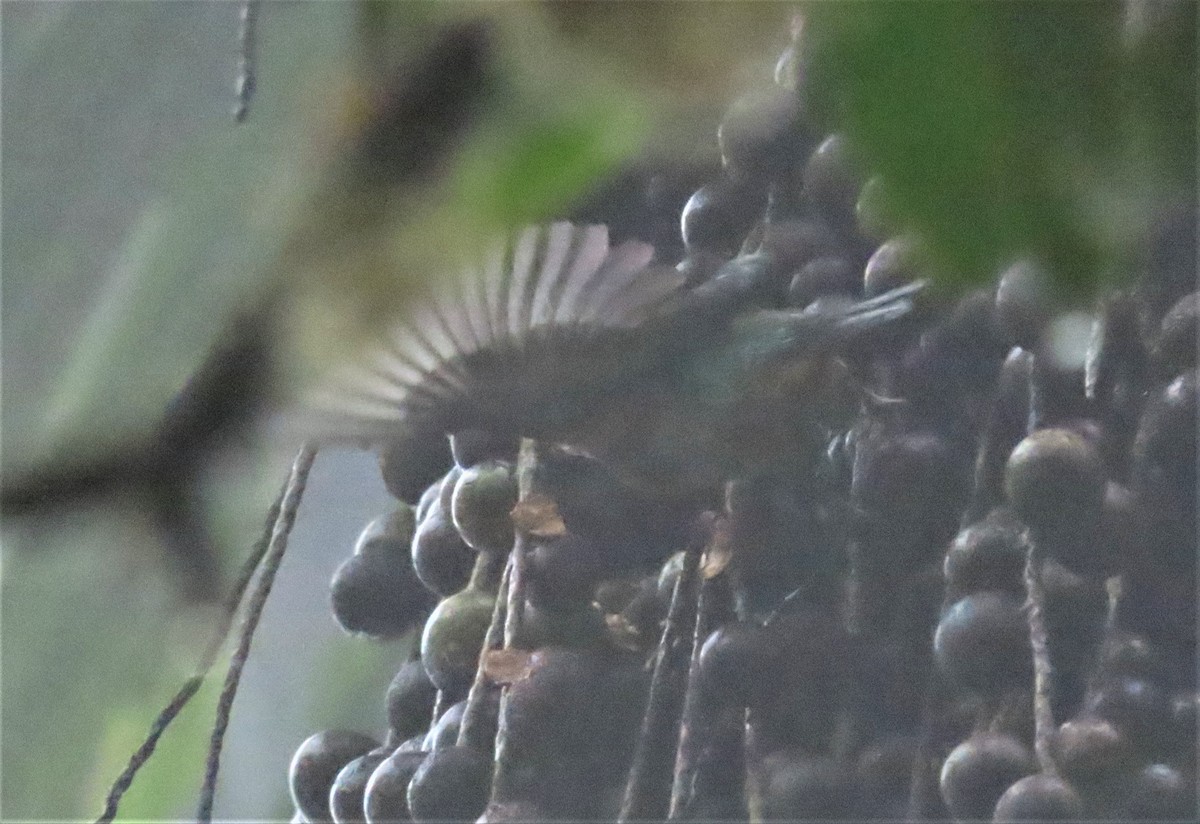 Green-naped Tanager - ML196451471