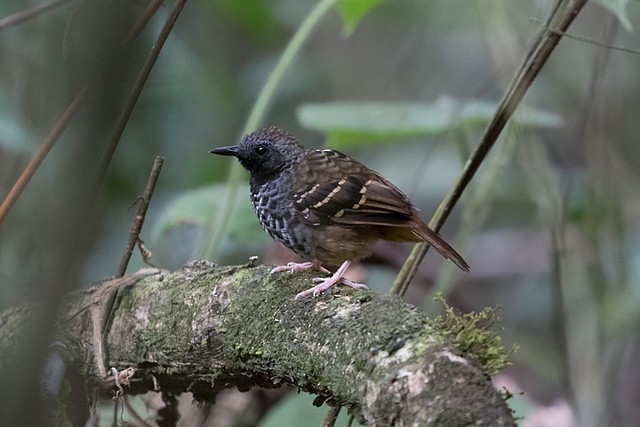 Scalloped Antbird - Silvia F🪶 Linhares