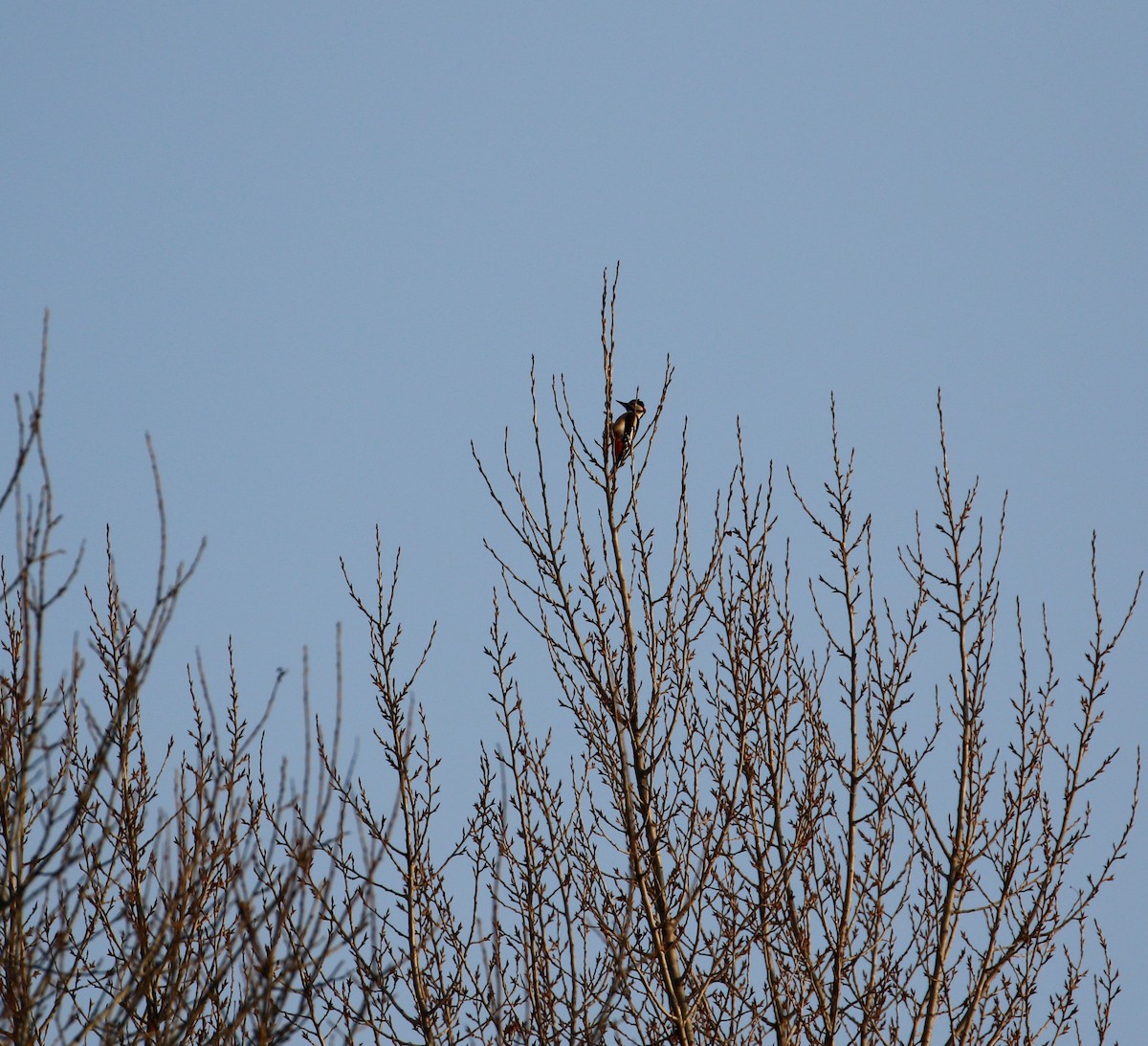 Great Spotted Woodpecker - ML196452491