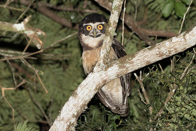 Spectacled Owl - ML196453781