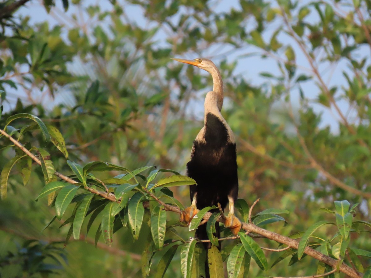 anhinga indomalajská - ML196455711