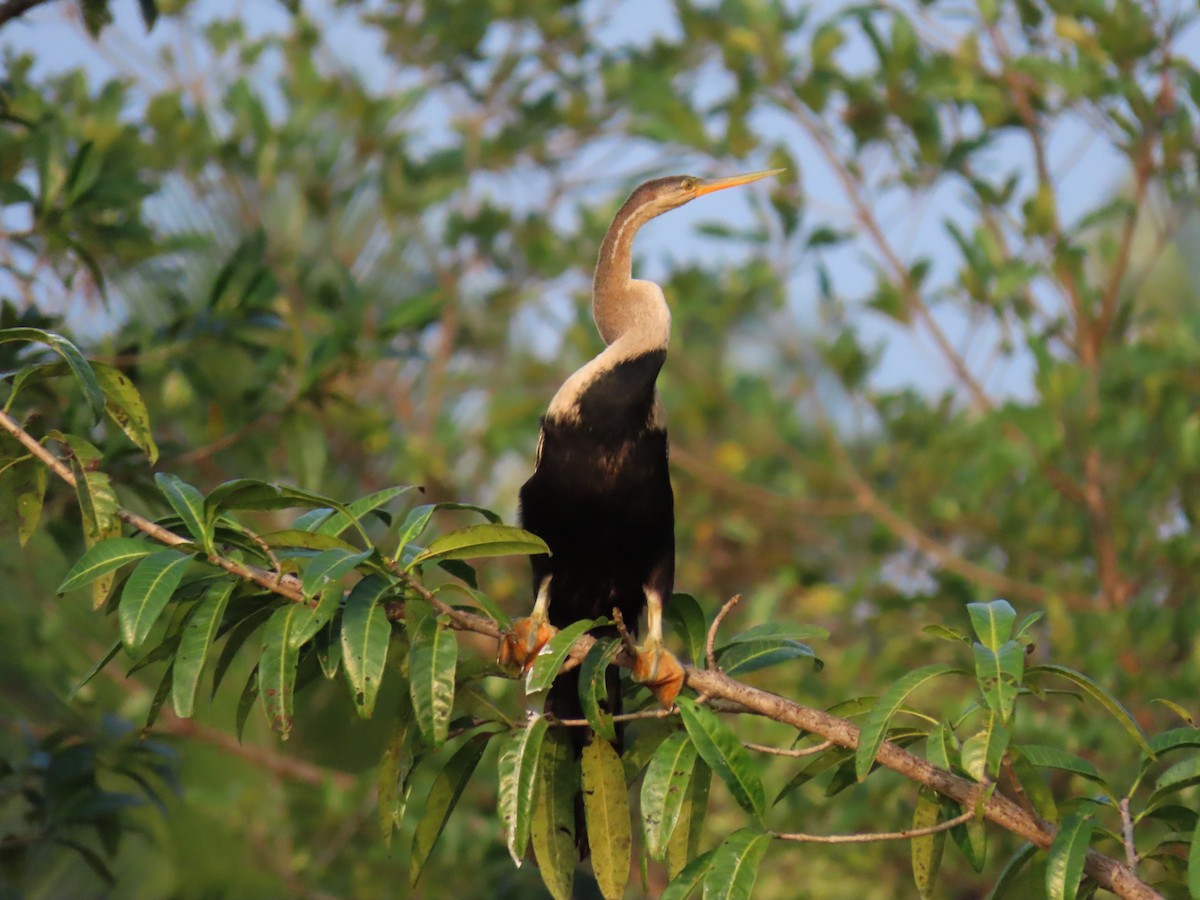 Anhinga Asiática - ML196456361