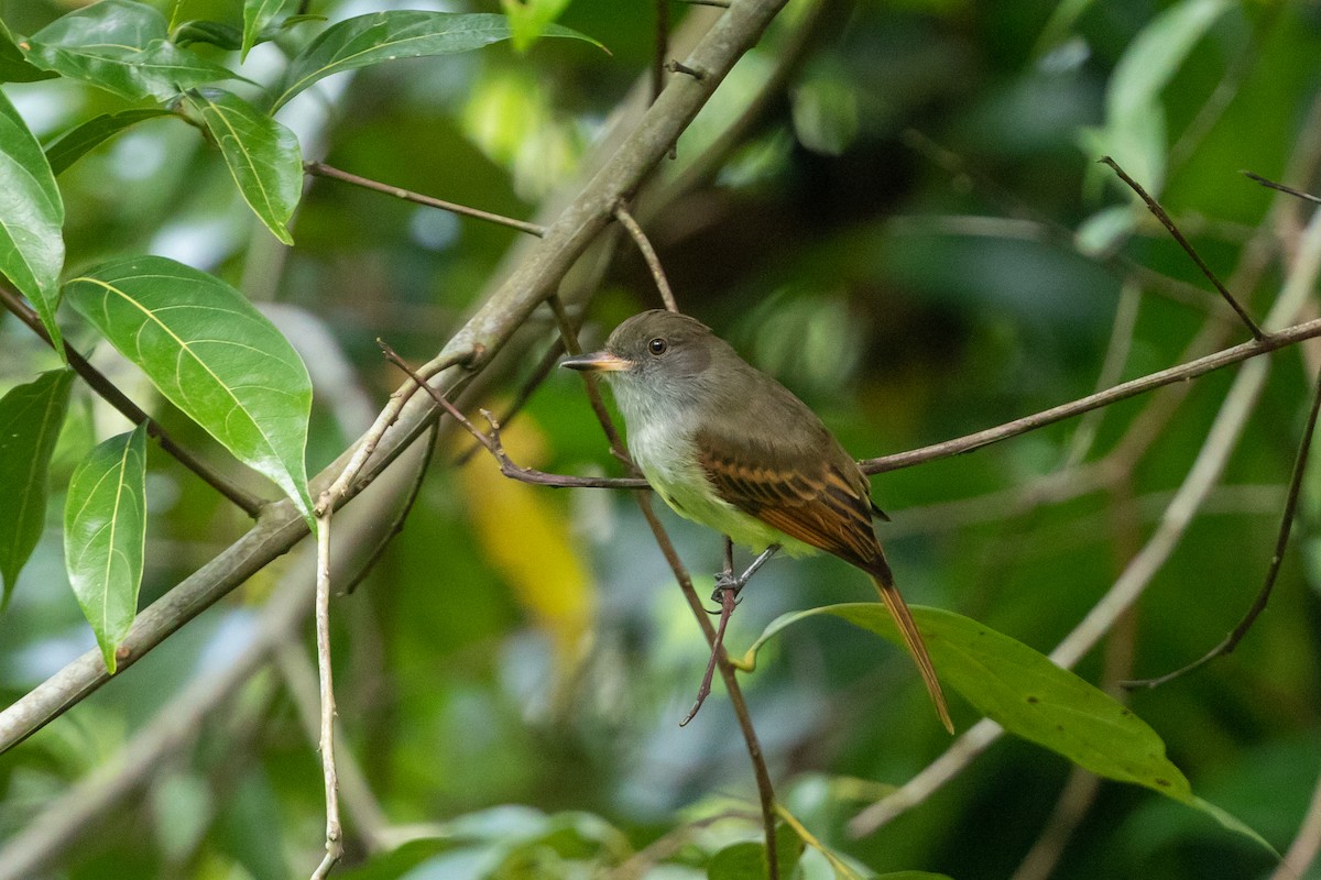 Rufous-tailed Flycatcher - Cory Gregory