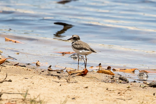 Semipalmated Plover - ML196456801