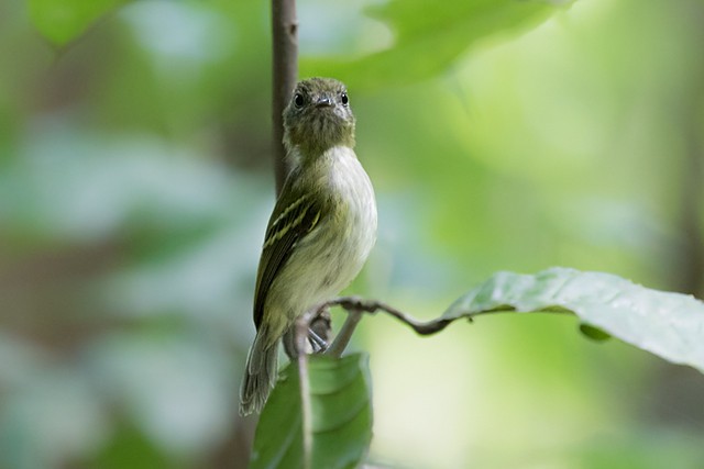 White-bellied Tody-Tyrant - Silvia Faustino Linhares