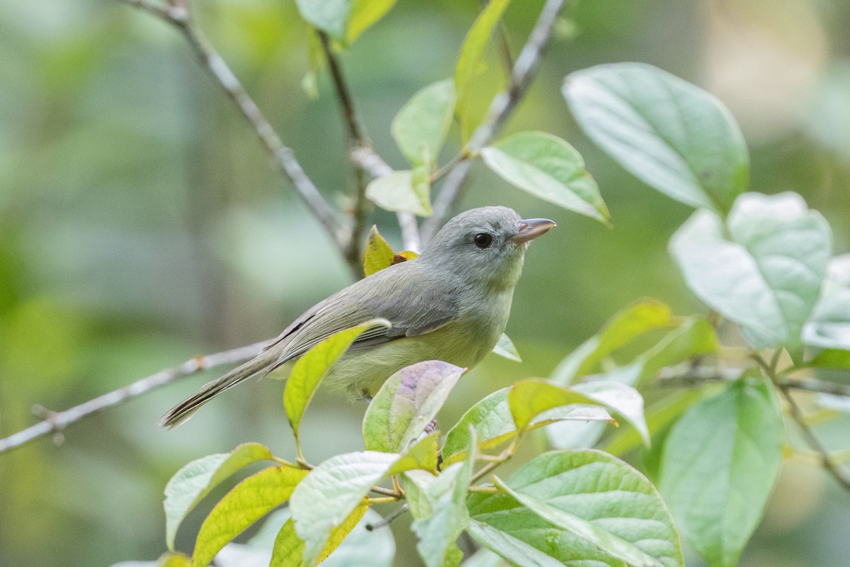 Bergvireo - ML196458651