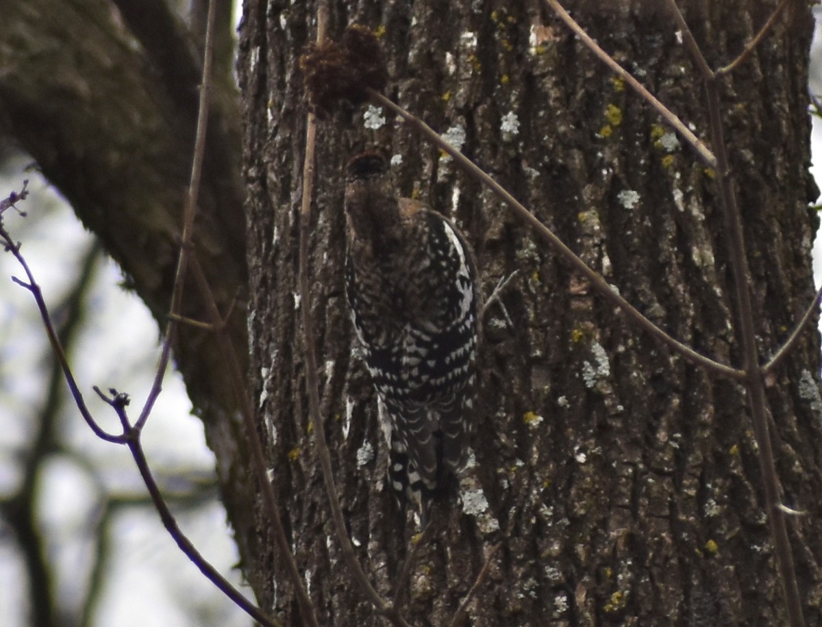 Yellow-bellied Sapsucker - ML196461491