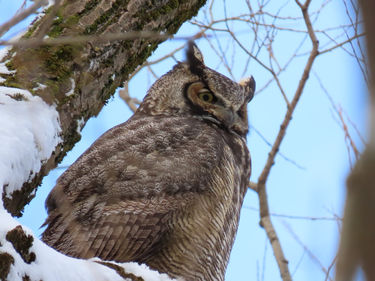 Great Horned Owl - ML196464561