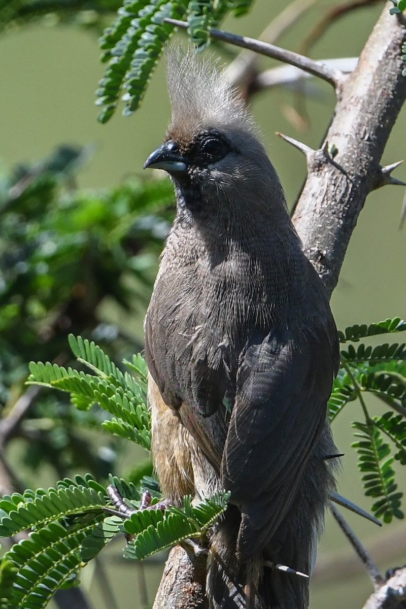 Speckled Mousebird - ML196465411