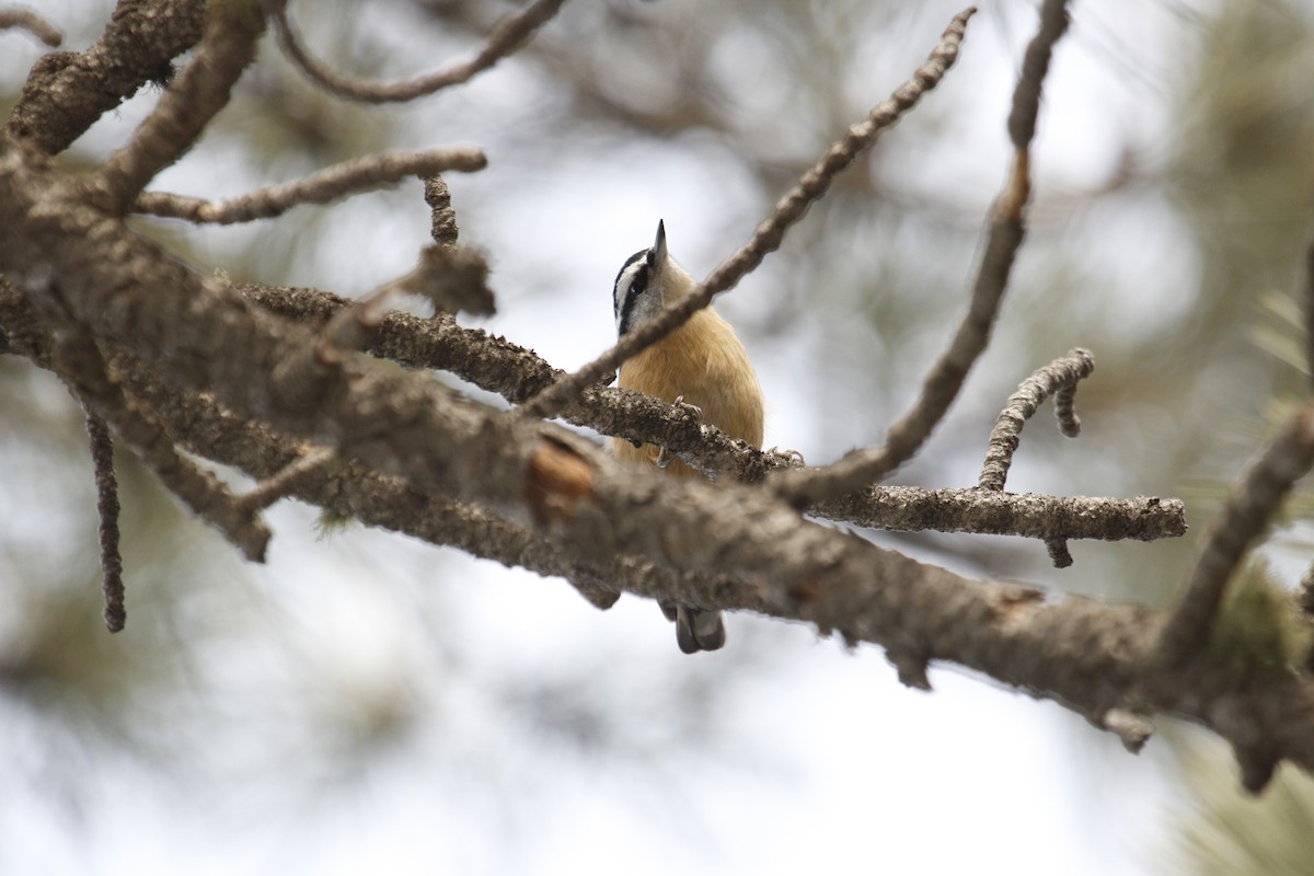 Red-breasted Nuthatch - ML196465851