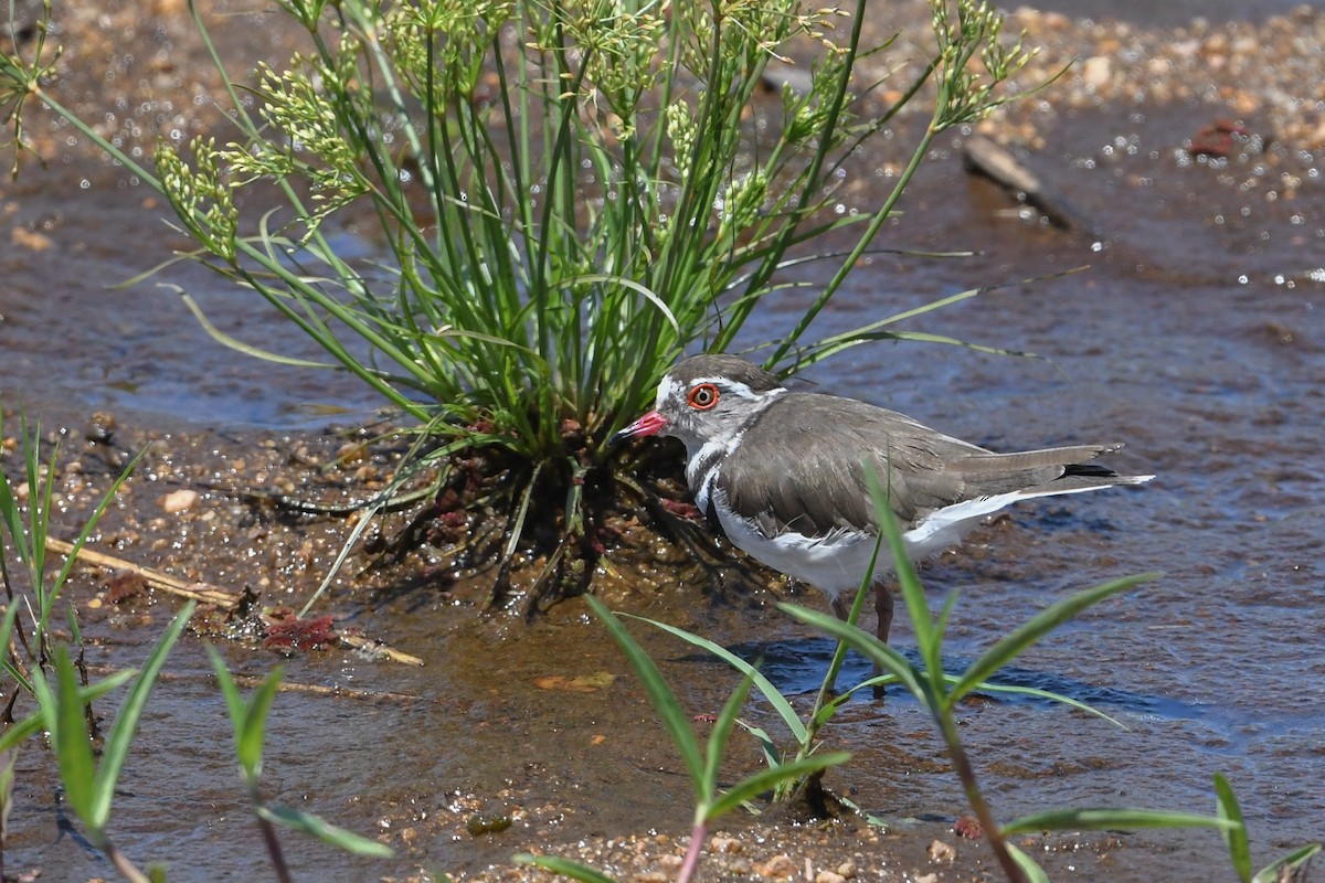 Three-banded Plover - ML196465971