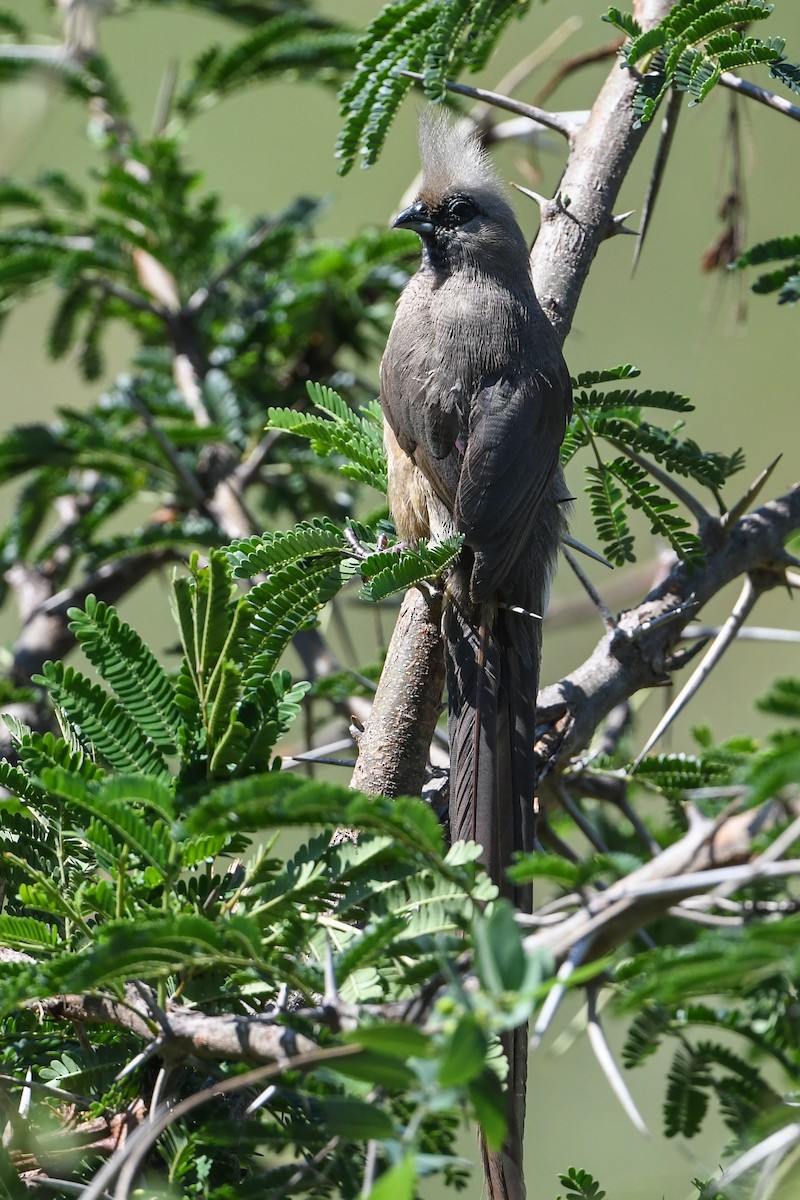 Speckled Mousebird - ML196466221