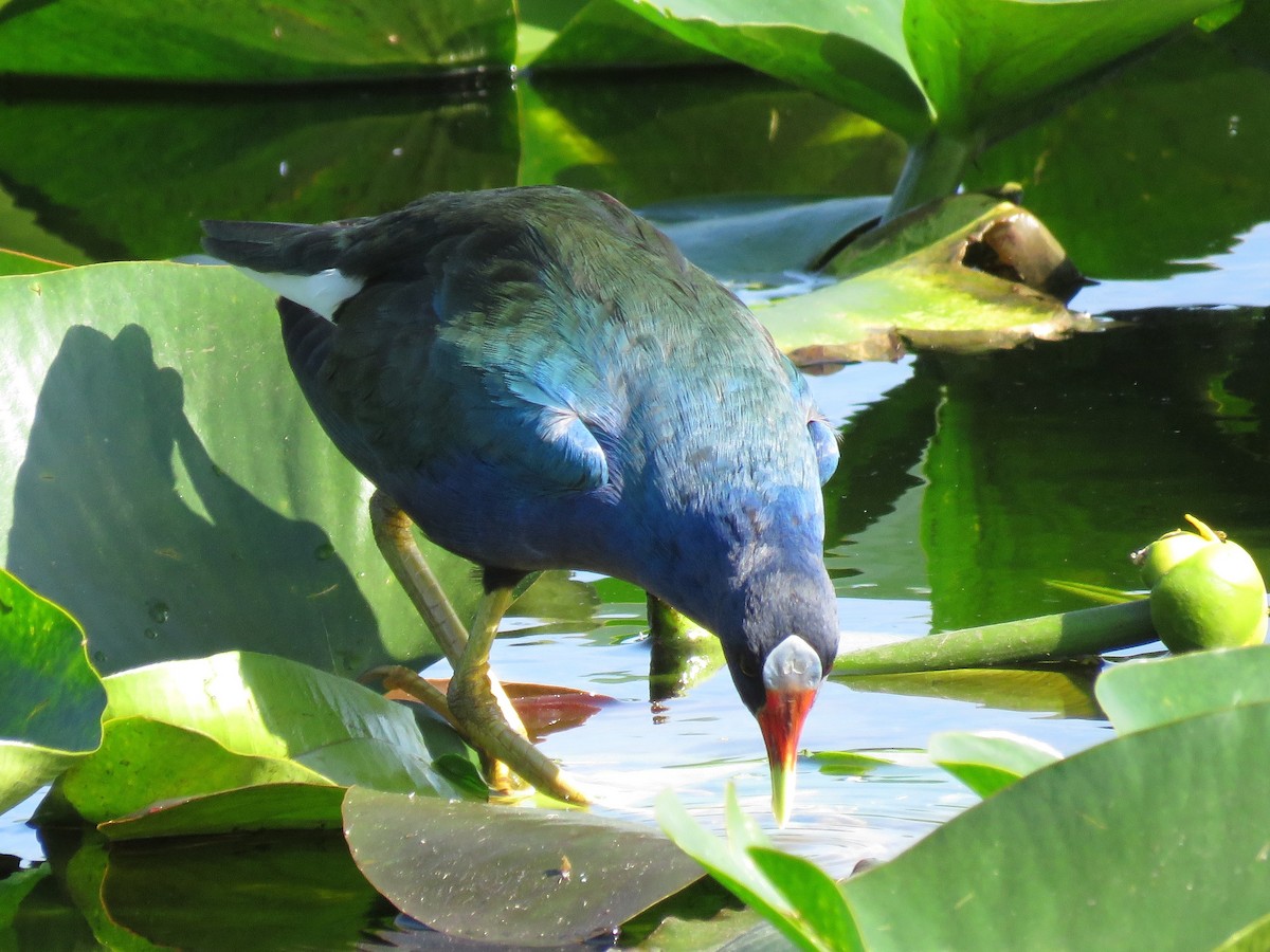 Purple Gallinule - ML196467401