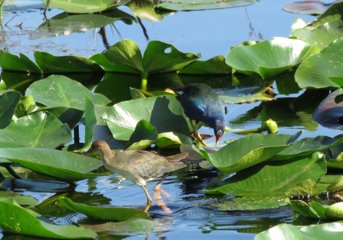 Purple Gallinule - ML196467471