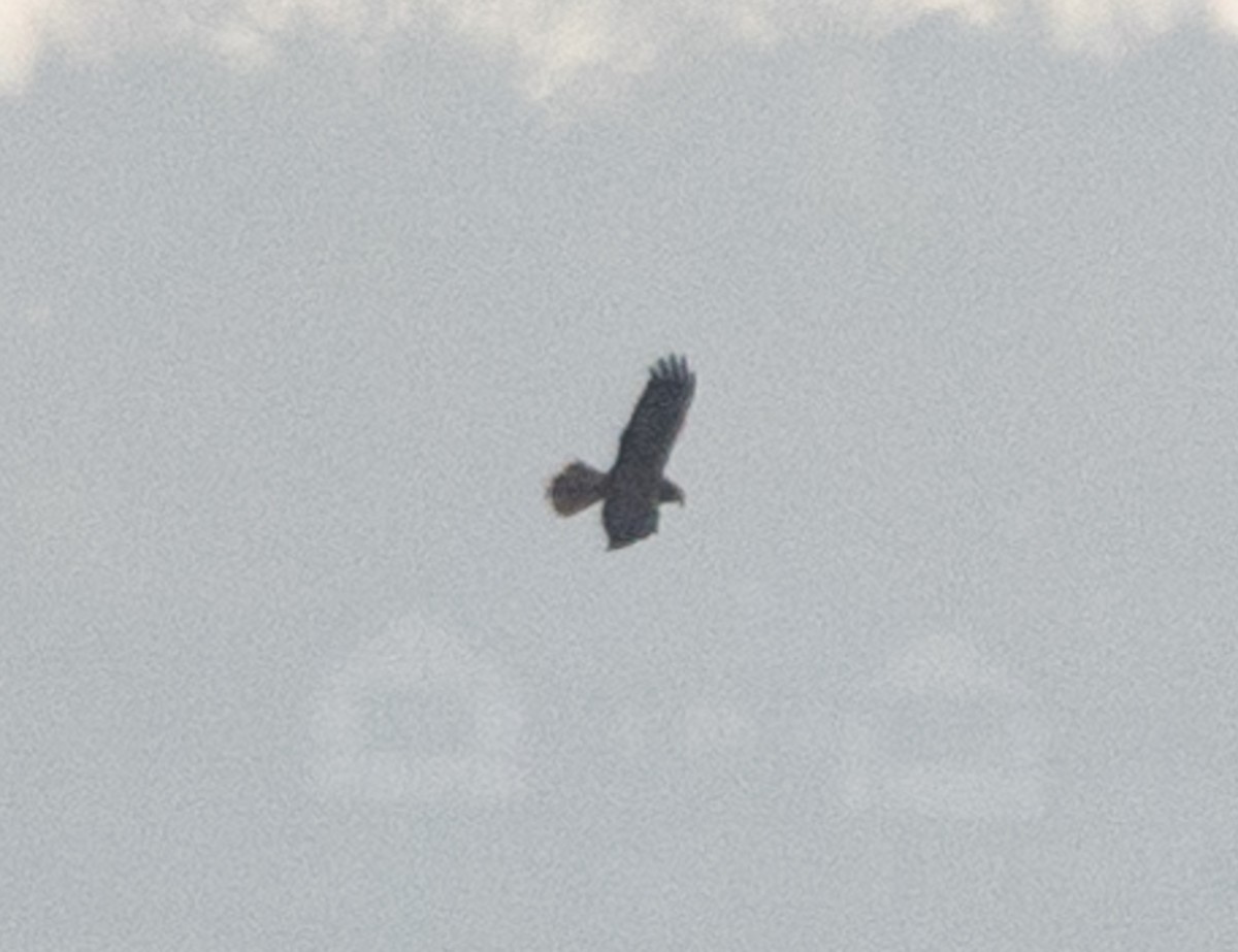 Western Marsh Harrier - ML196467611