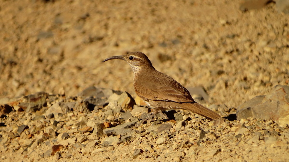 Scale-throated Earthcreeper - ML196470171