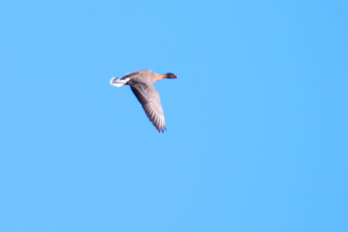 Pink-footed Goose - ML196470411