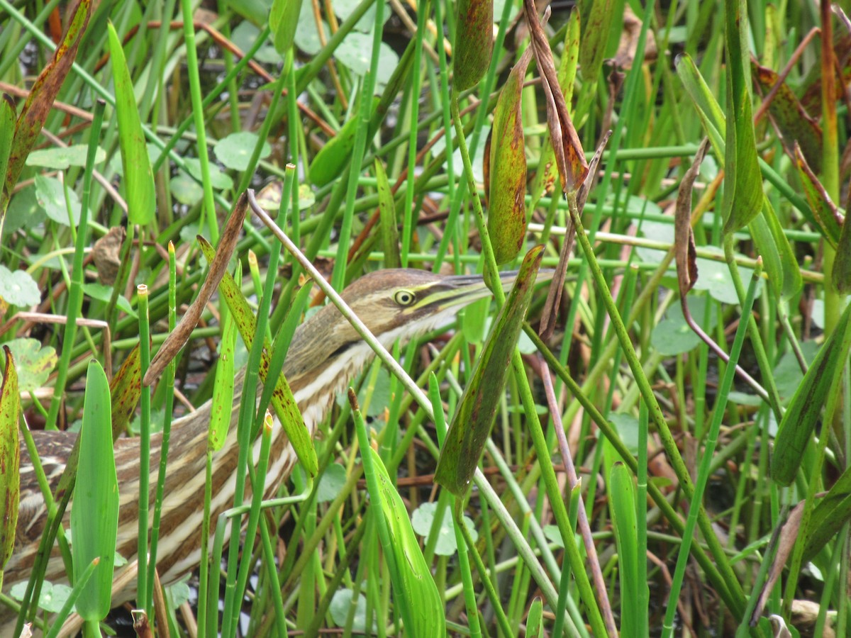 American Bittern - ML196471751