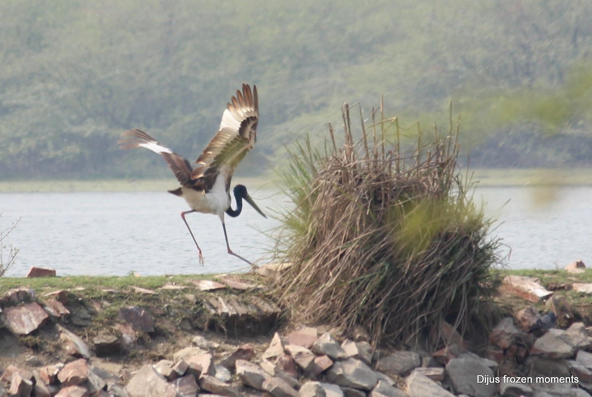 Black-necked Stork - ML196472431